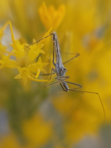 Four-spurred Assassin Bug photo 5