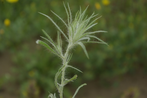 Ceratocarpus arenarius