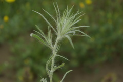 Ceratocarpus arenarius