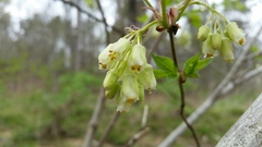 Staphylea trifolia