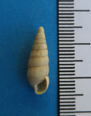 Leptachatina