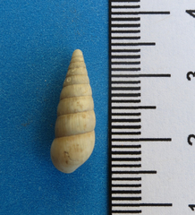 Leptachatina