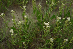 Lepidium cartilagineum