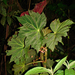 Begonia capanemae - Photo (c) Alexandre da Silva Medeiros, some rights reserved (CC BY-NC), uploaded by Alexandre da Silva Medeiros