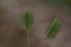 Eremopyrum orientale