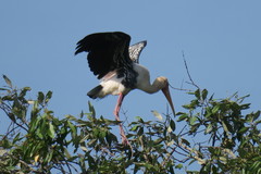 Mycteria leucocephala