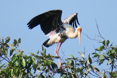 Mycteria leucocephala