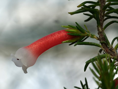 Erica leucotrachela