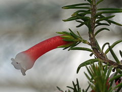 Erica leucotrachela