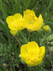 Ranunculus millefolius
