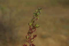 Veronica triphyllos