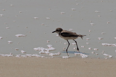 Charadrius mongolus