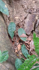 Hypospila bolinoides