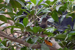 Turdus simillimus