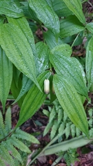 Disporum kawakamii