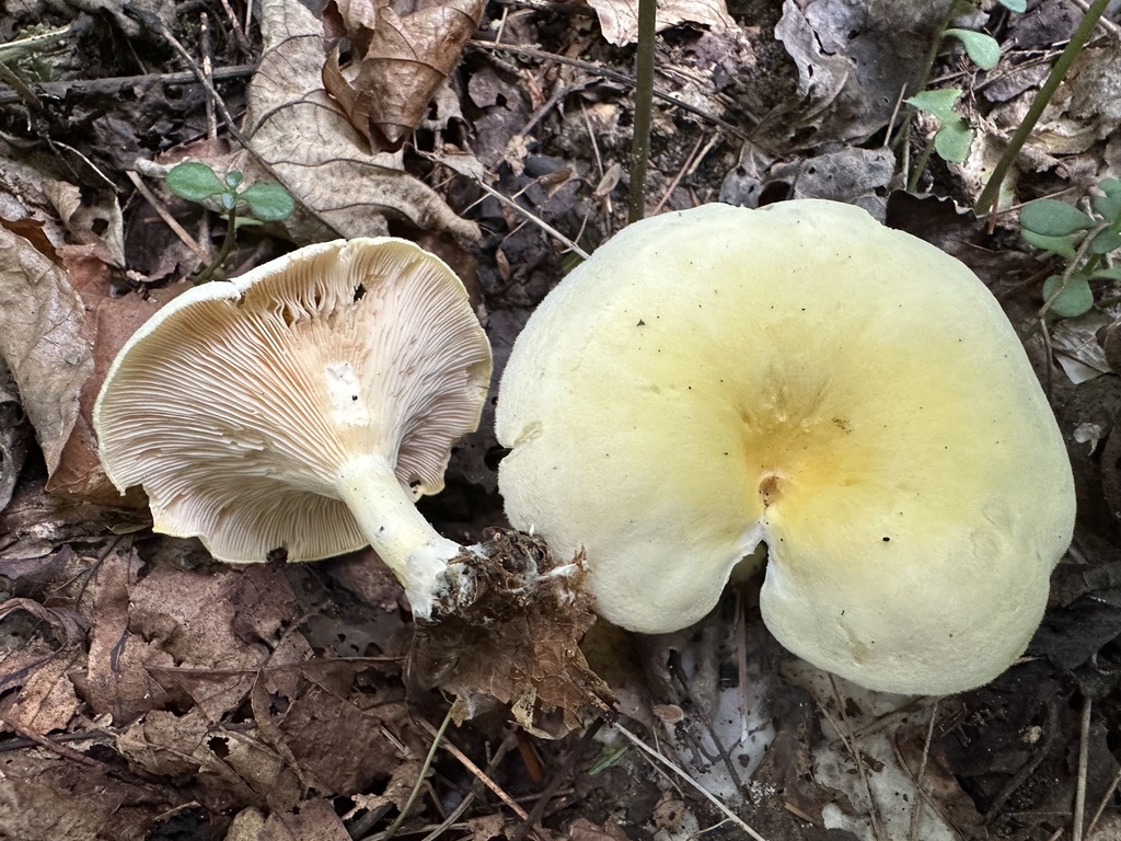 Leucopaxillus pulcherrimus