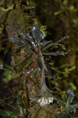 Eurystyles cotyledon