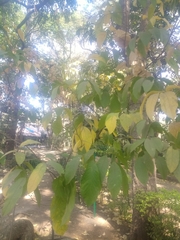 Guazuma ulmifolia