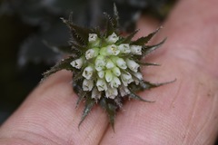 Eurystyles cotyledon