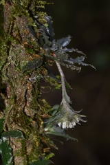 Eurystyles cotyledon