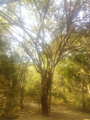 Guazuma ulmifolia
