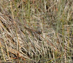 Procordulia jacksoniensis