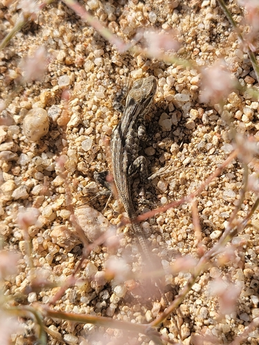 iNaturalist observation photo of Western Side-blotched Lizard