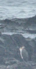 Phalacrocorax carbo