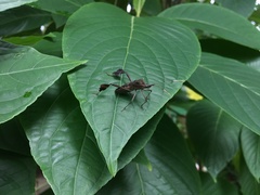 Leptoglossus concolor image
