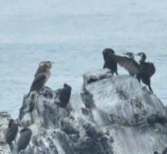 Phalacrocorax carbo