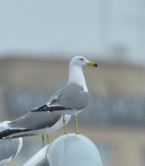 Larus crassirostris