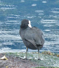 Fulica atra