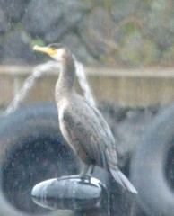 Phalacrocorax capillatus