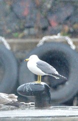 Larus crassirostris