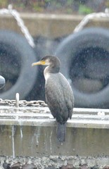 Phalacrocorax carbo