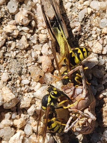 Western yellowjacket