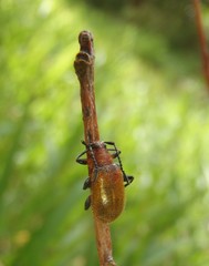 Ecnolagria rufescens