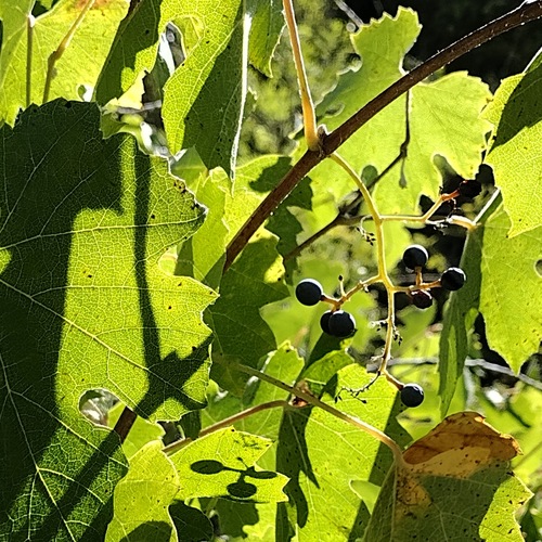 Desert Grape fruiting