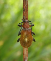 Ecnolagria rufescens