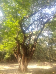 Libidibia coriaria