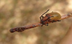 Ecnolagria rufescens