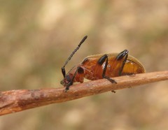 Ecnolagria rufescens