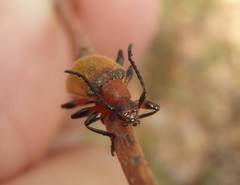 Ecnolagria rufescens