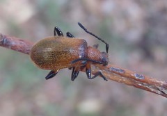 Ecnolagria rufescens