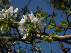 Pyrus ussuriensis
