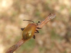 Ecnolagria rufescens