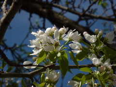 Pyrus ussuriensis