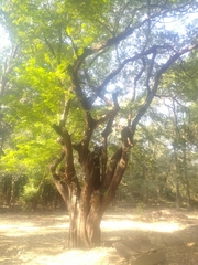 Libidibia coriaria