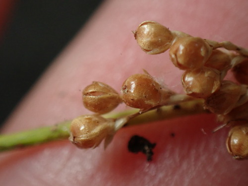 Image of Juncus usitatus by (c) W Rao, some rights reserved (CC BY)
