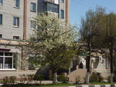 Pyrus ussuriensis